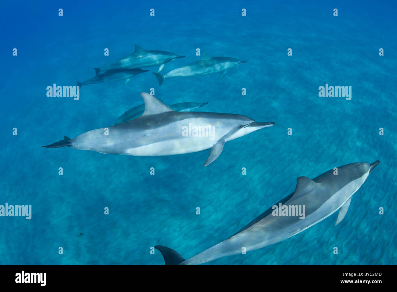 spinner dolphins, Stenella longirostris longirostris, Hookena, Kona, Hawaii Stock Photo