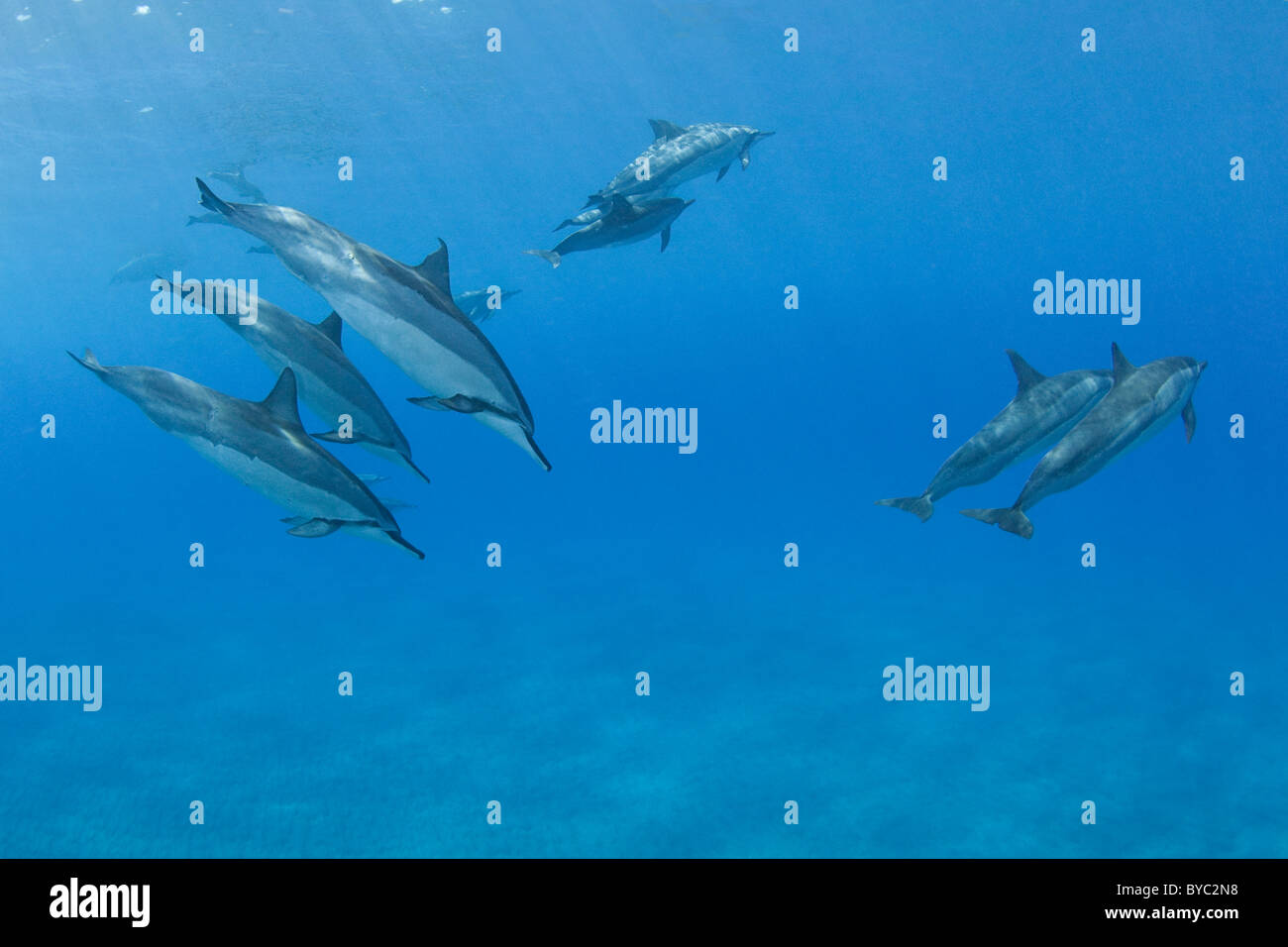 spinner dolphins, Stenella longirostris longirostris, Hookena, Kona, Hawaii Stock Photo