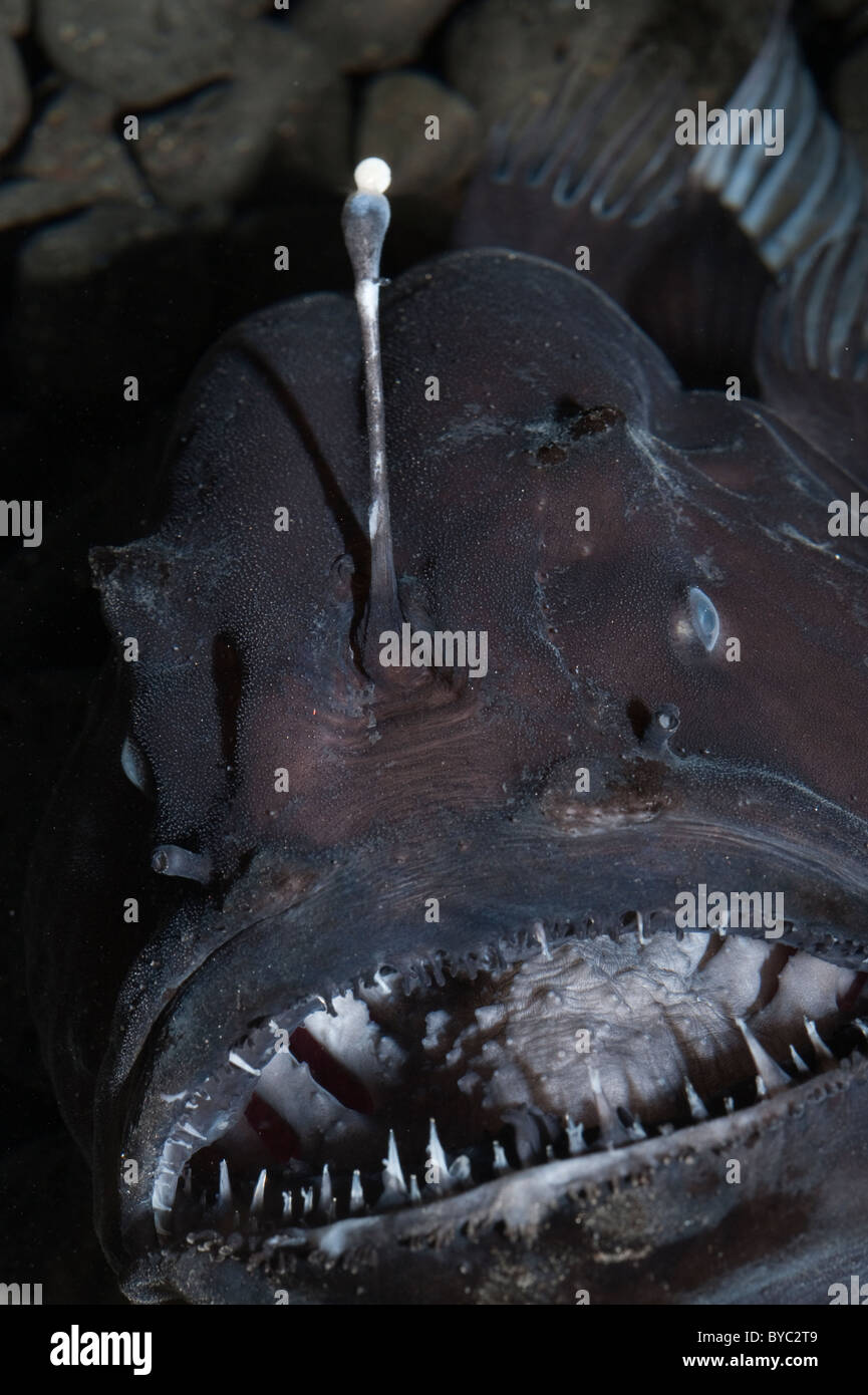 deep sea anglerfish or black seadevil, Diceratias pileatus, with bioluminescent lure, Hawaii Stock Photo