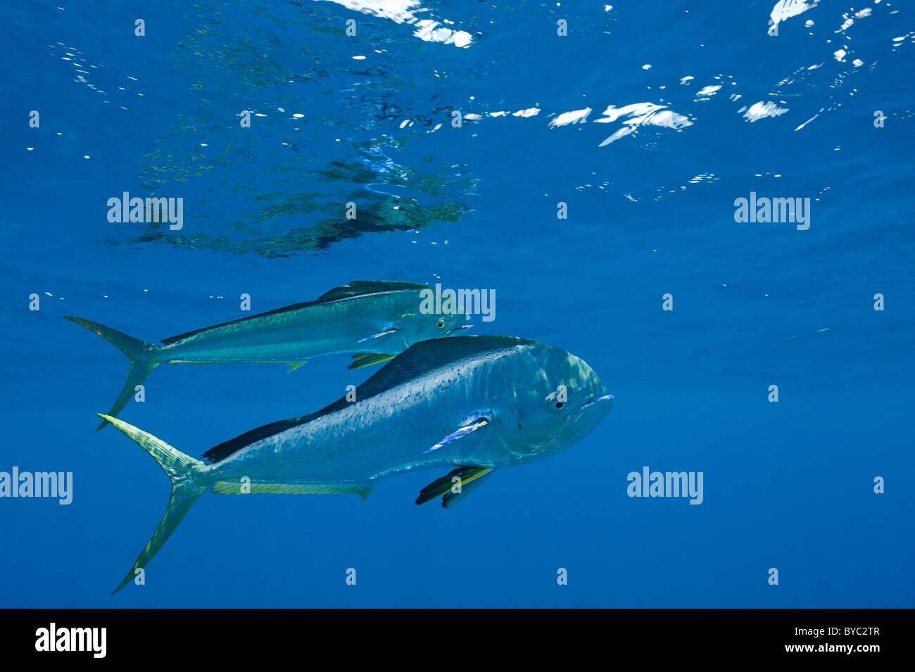dorado, mahi mahi, or dolphin fish, Coryphaena hippurus, Isla Mujeres, Mexico ( Caribbean Sea
