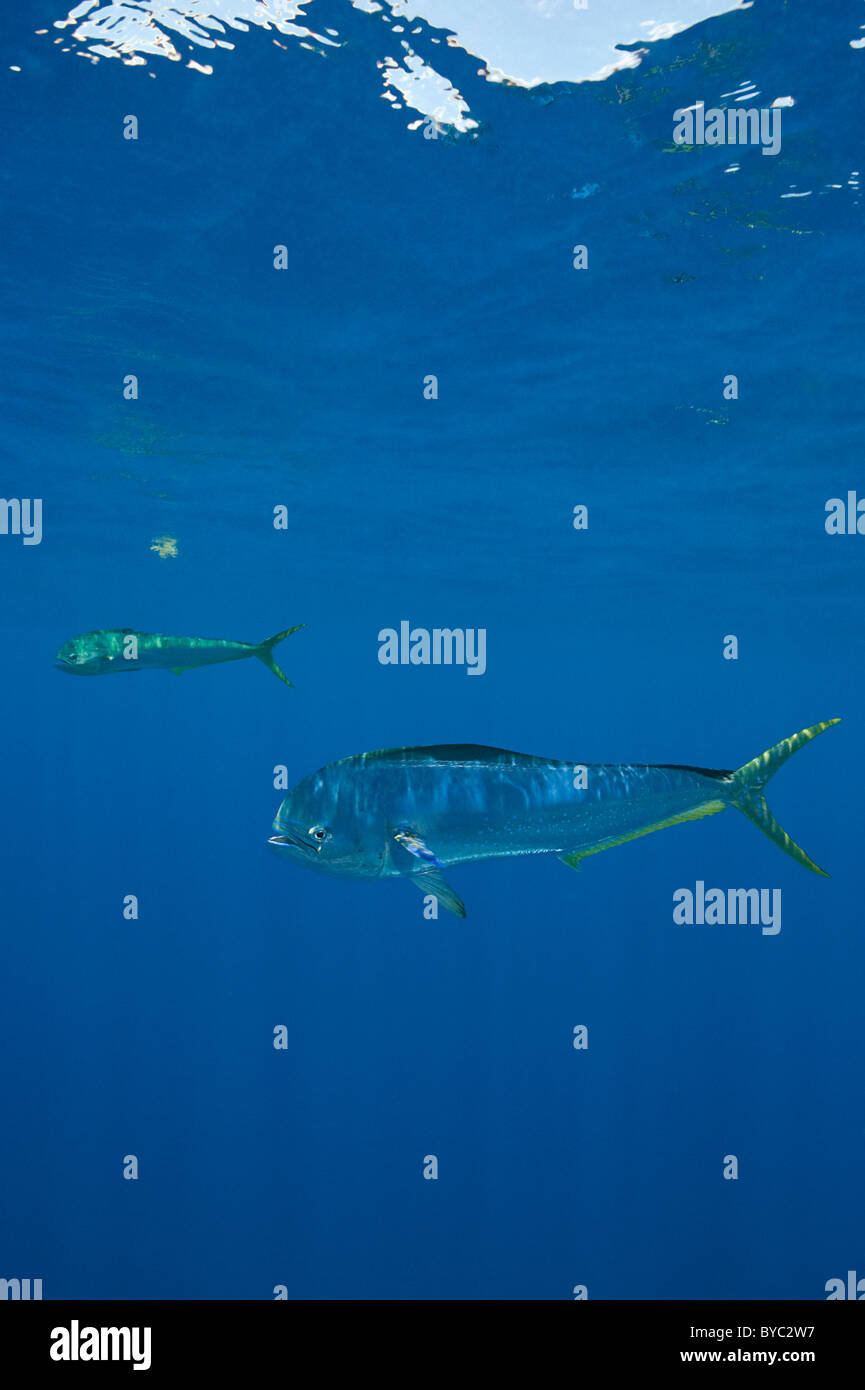 dorado, mahi mahi, or dolphin fish, Coryphaena hippurus, Isla Mujeres