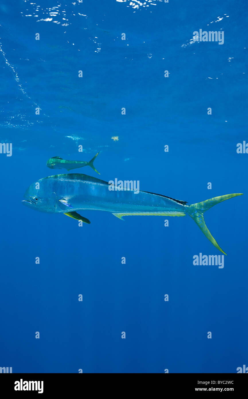 dorado, mahi mahi, or dolphin fish, Coryphaena hippurus, Isla Mujeres