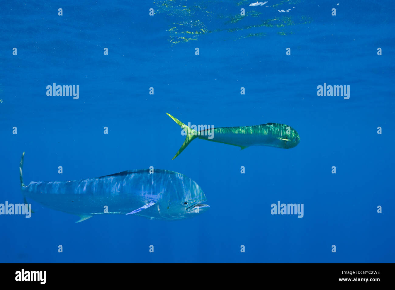 dorado, mahi mahi, or dolphin fish, Coryphaena hippurus, Isla Mujeres