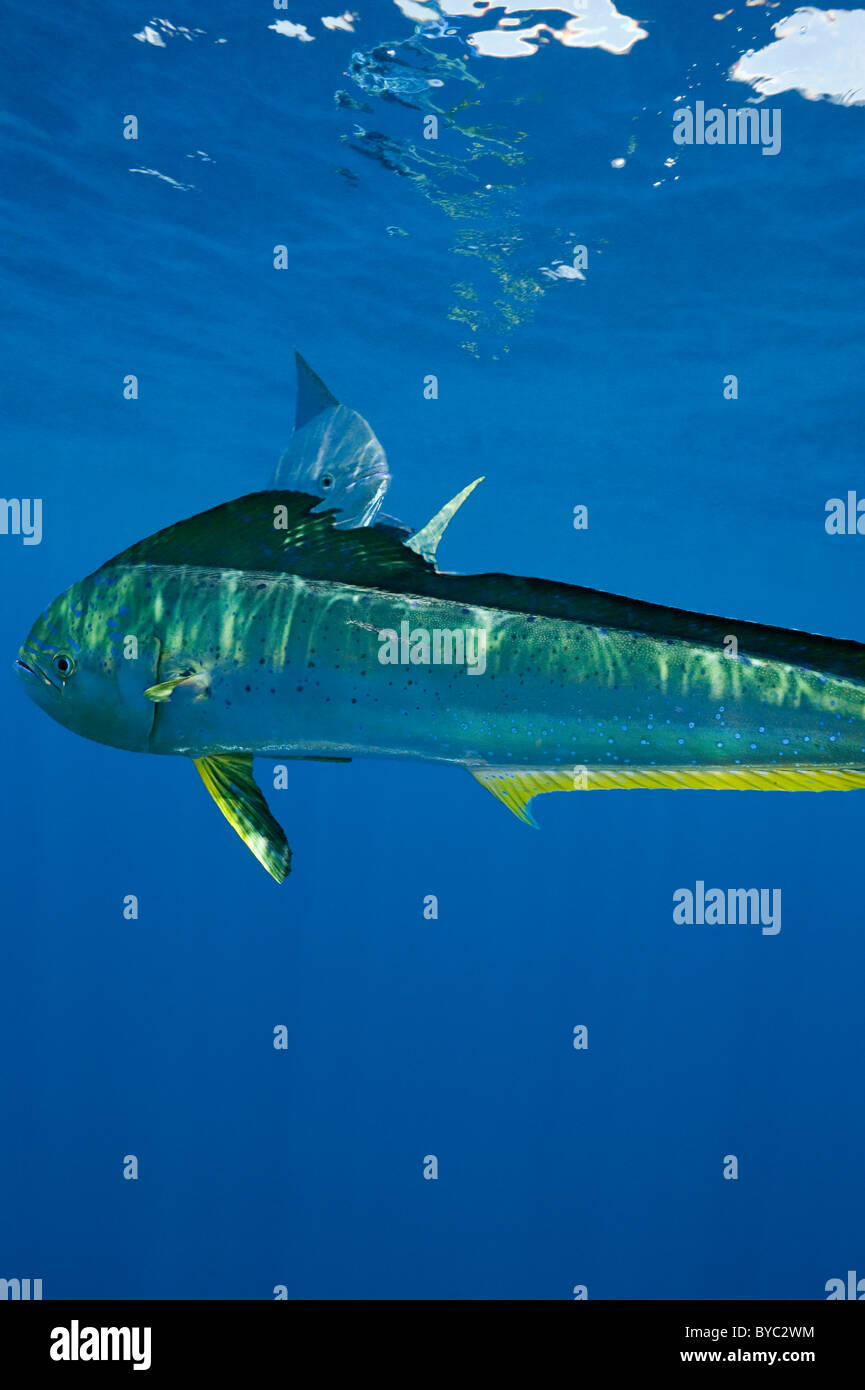 dorado, mahi mahi, or dolphin fish, Coryphaena hippurus, Isla Mujeres