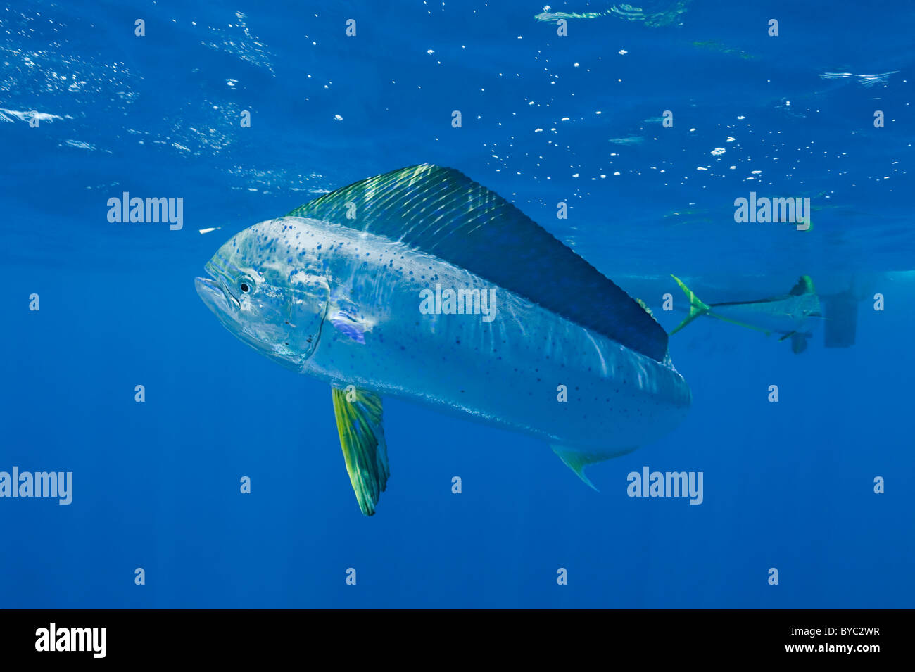 dorado, mahi mahi, or dolphin fish, Coryphaena hippurus, Isla Mujeres