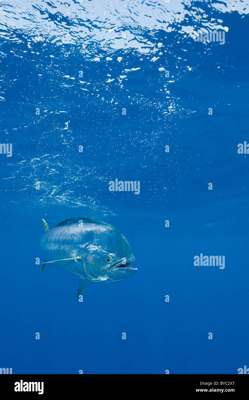 dorado, mahi mahi, or dolphin fish, Coryphaena hippurus, Isla Mujeres, Mexico ( Caribbean Sea ) Stock Photo