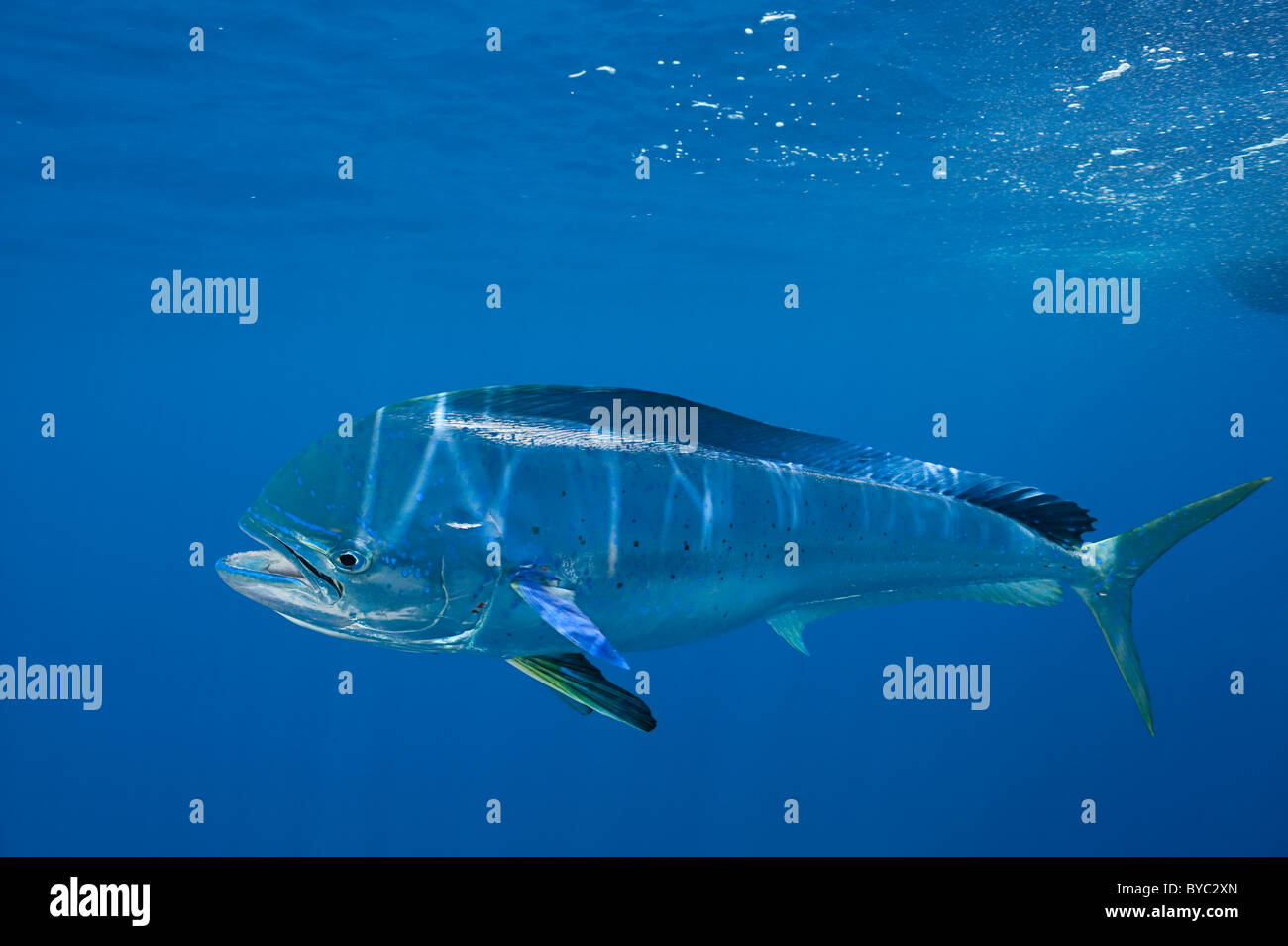 dorado, mahi mahi, or dolphin fish, Coryphaena hippurus, Isla Mujeres, Mexico ( Caribbean Sea ) Stock Photo