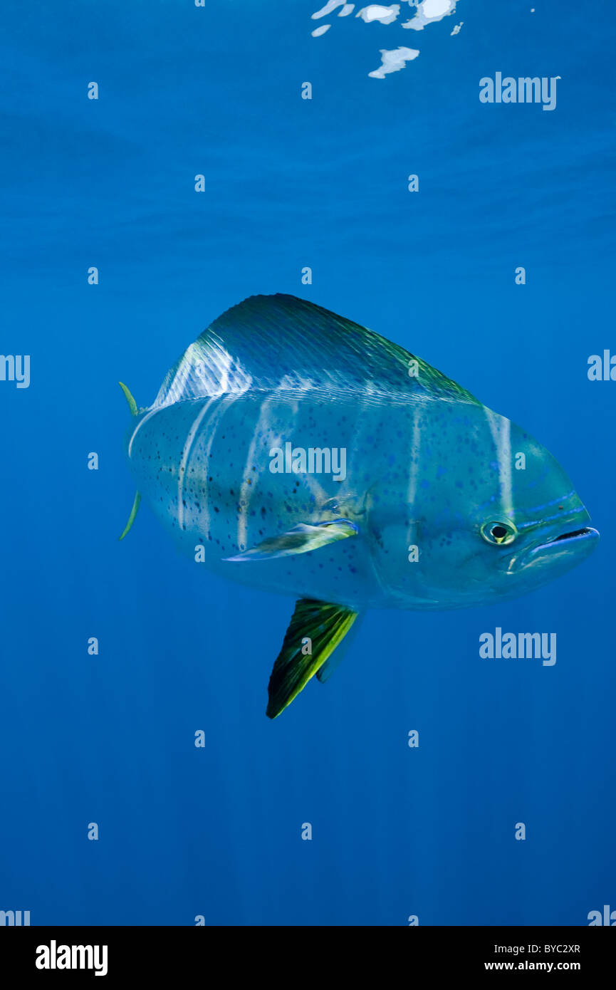 Mahi mahi hires stock photography and images Alamy