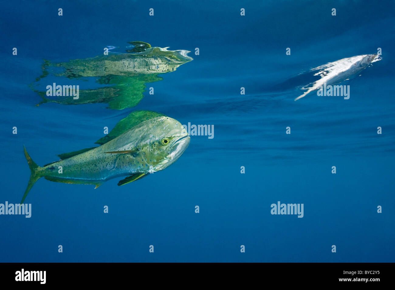 Fish mahi 72 hires stock photography and images Alamy