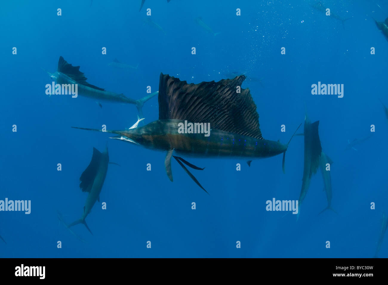 Atlantic sailfish, Istiophorus albicans, feeding on sardines, Mexico ( Caribbean Sea ) Stock Photo