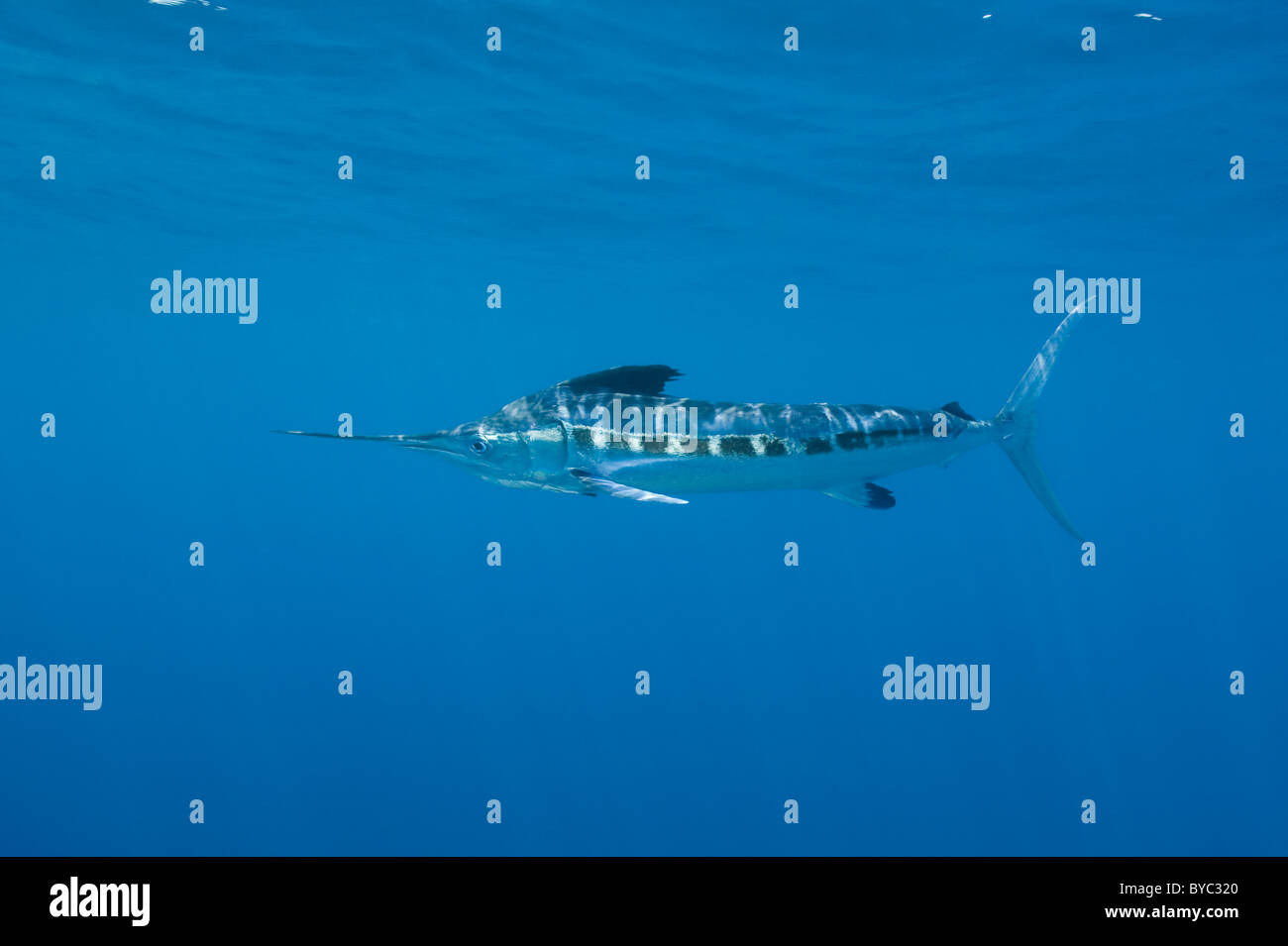 Billfish hi-res stock photography and images - Page 3 - Alamy