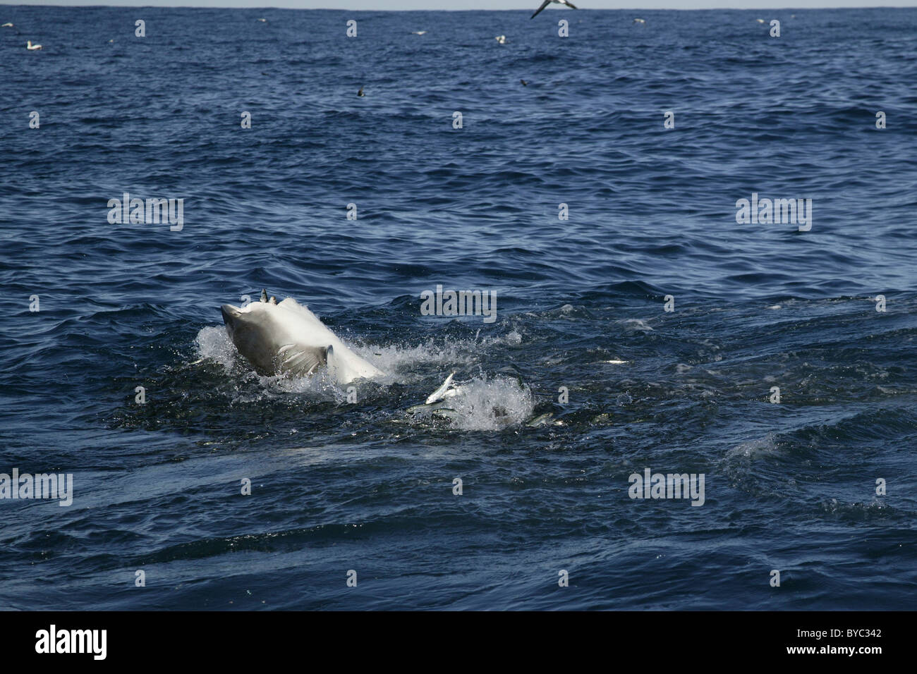 copper shark or bronze whaler feed on a bait ball of sardines during Sardine Run, South Africa