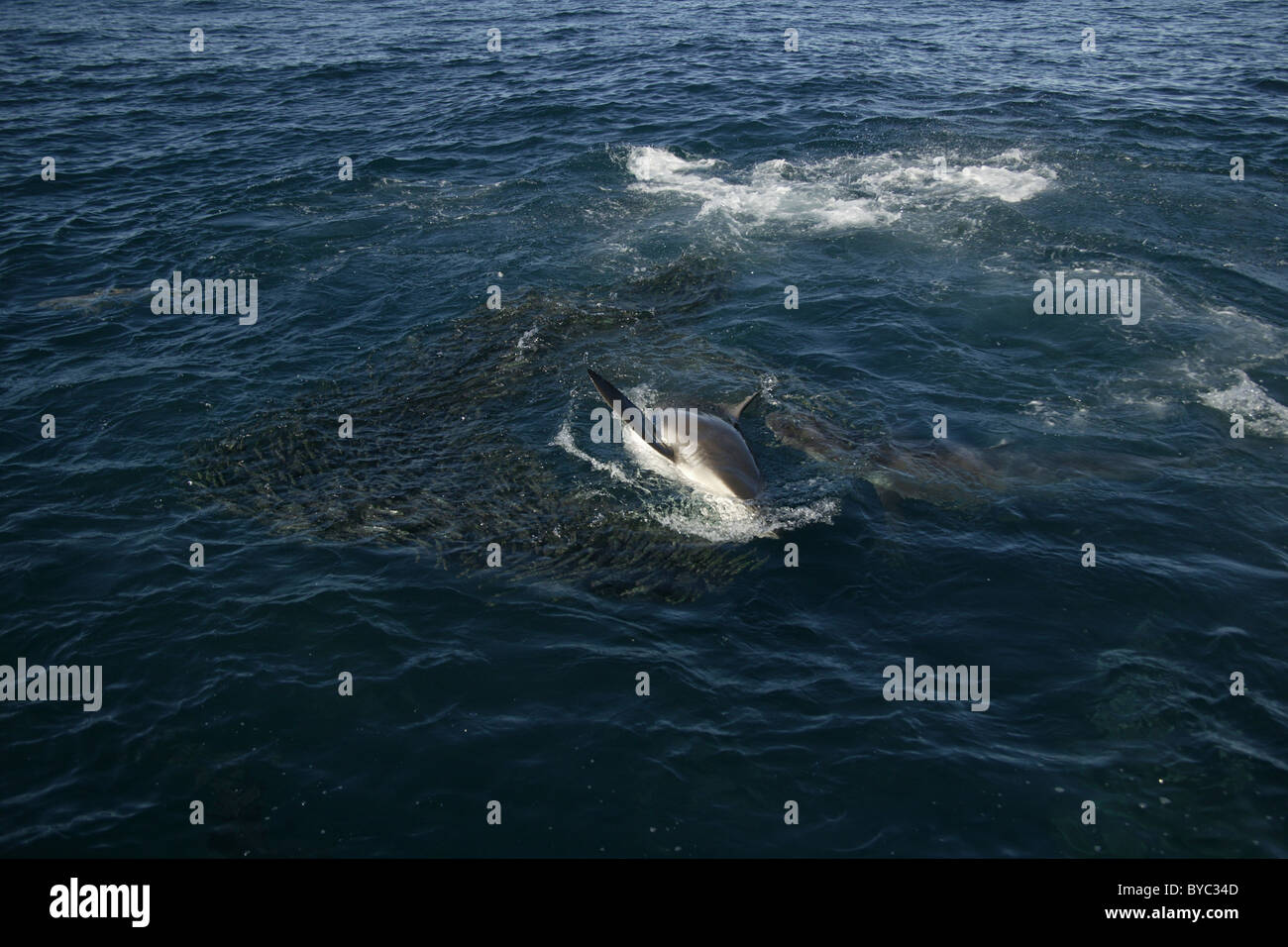 copper sharks or bronze whalers feed on a bait ball of sardines during Sardine Run, South Africa Stock Photo