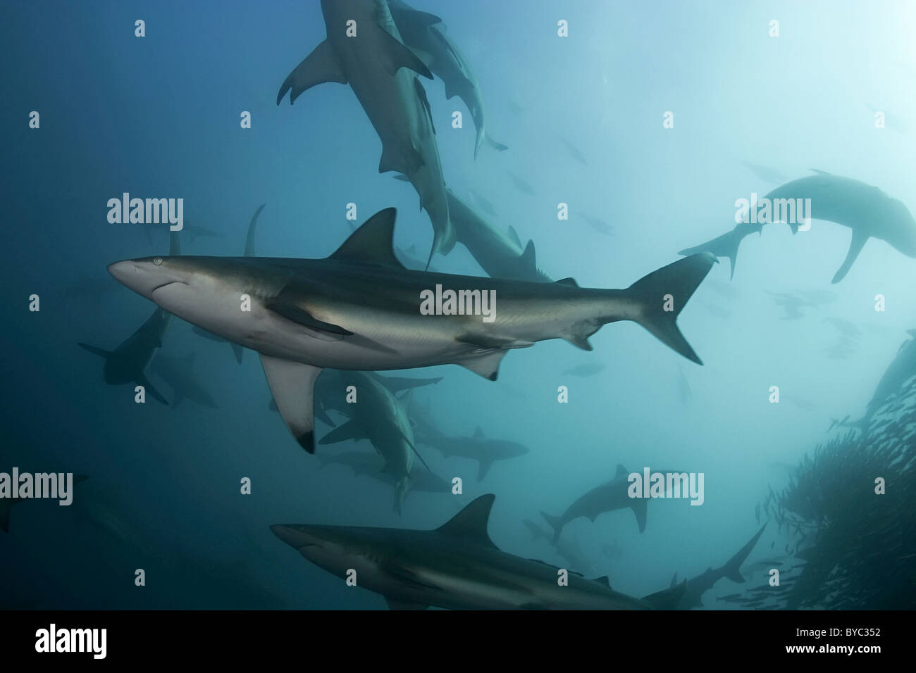 copper sharks or bronze whalers feed on a bait ball of sardines during