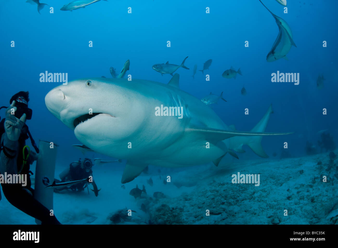 shark feeder and bull shark, Carcharhinus leucas, Playa del Carmen, Cancun, Quintana Roo, Yucatan Peninsula, Mexico ( Caribbean Stock Photo