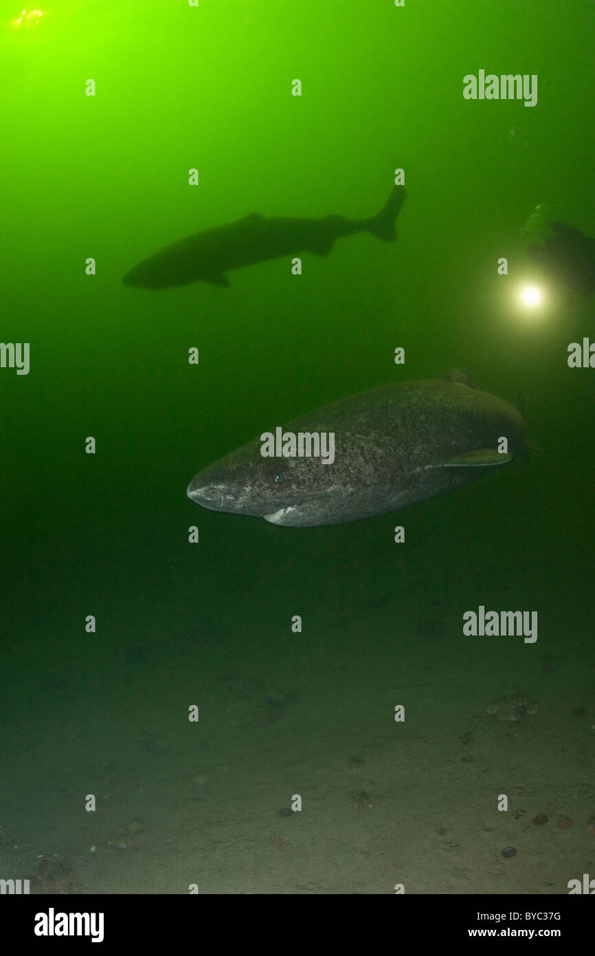 Greenland sleeper sharks, Somniosus microcephalus and diver, St. Lawrence River estuary, Canada Stock Photo