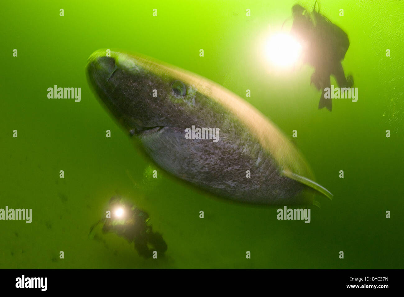 Greenland sleeper shark, Somniosus microcephalus and divers, St. Lawrence River estuary, Canada Stock Photo