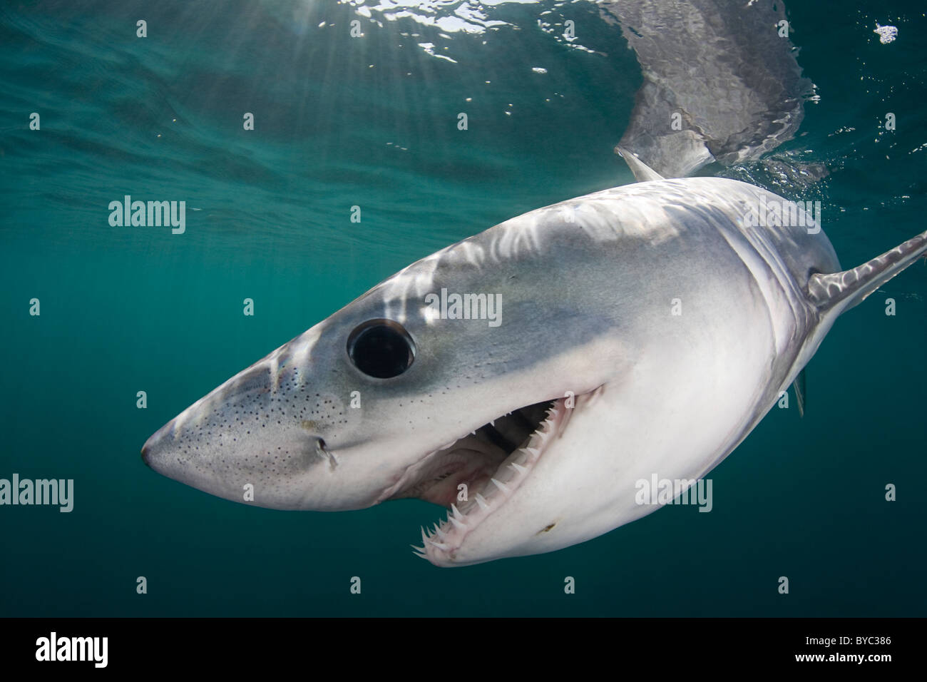 Porbeagle hi-res stock photography and images - Alamy