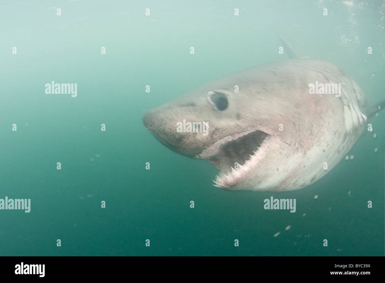 salmon shark, Lamna ditropis, Prince William Sound, Alaska, U.S.A Stock