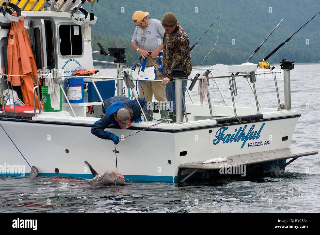 charter recreational fishing boat brings in a salmon shark, Lamna ditropis, Port Fidalgo, Prince William Sound, Alaska, U.S.A. Stock Photo