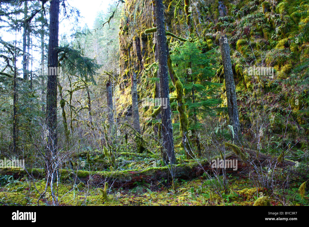 Conifer forest understory and a steep moss covered basalt cliff, with lush green moss also growing on a dead log and the ground. Stock Photo