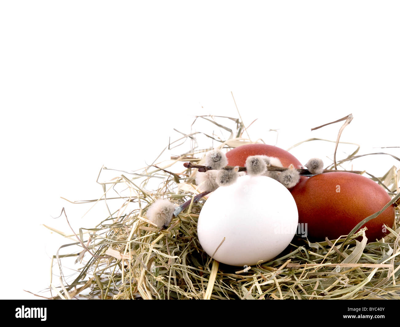 Picture of brown easter eggs with willow catkins in nest on white background with place for your text Stock Photo