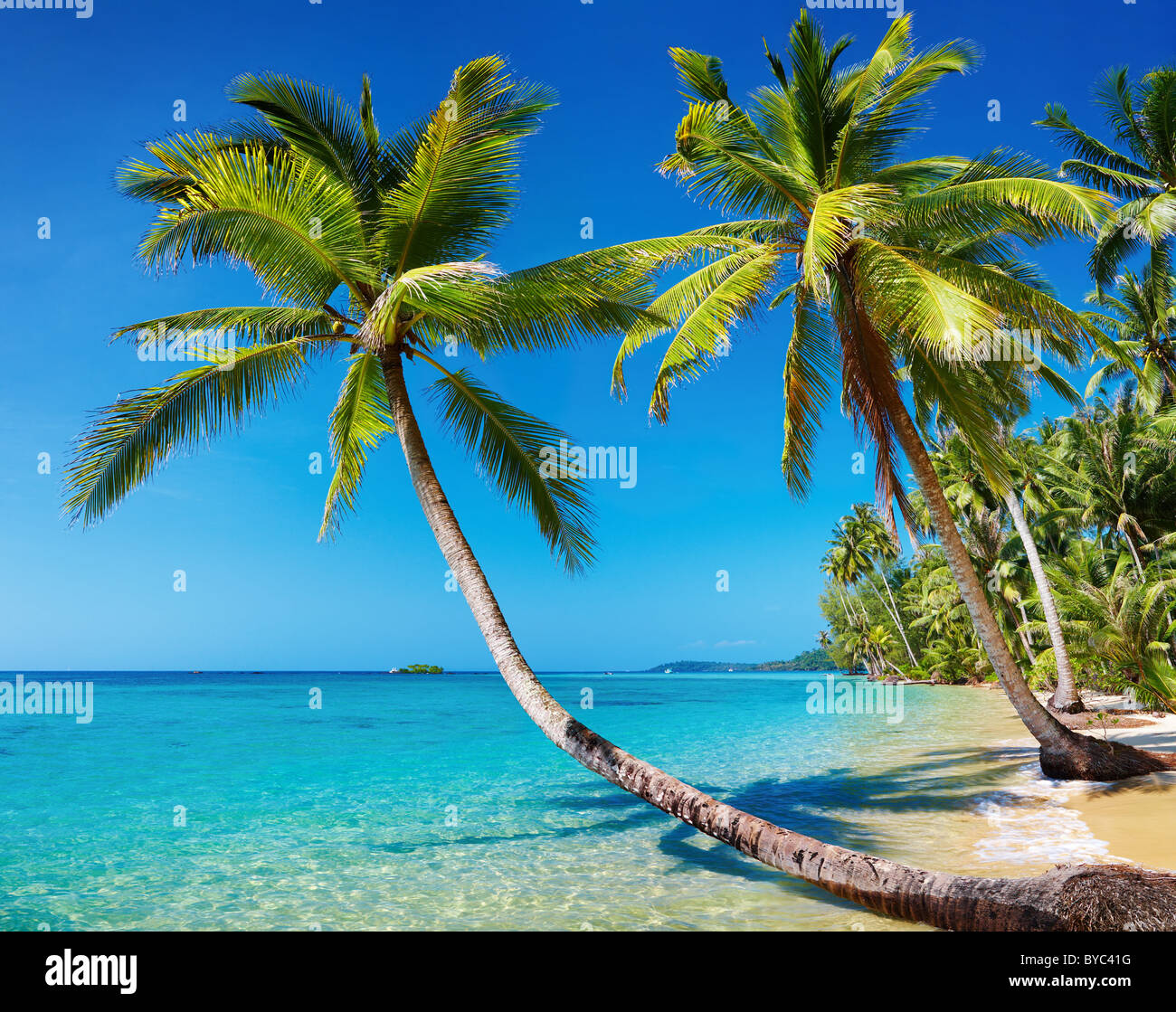 Tropical beach scenery palm hi-res stock photography and images - Alamy