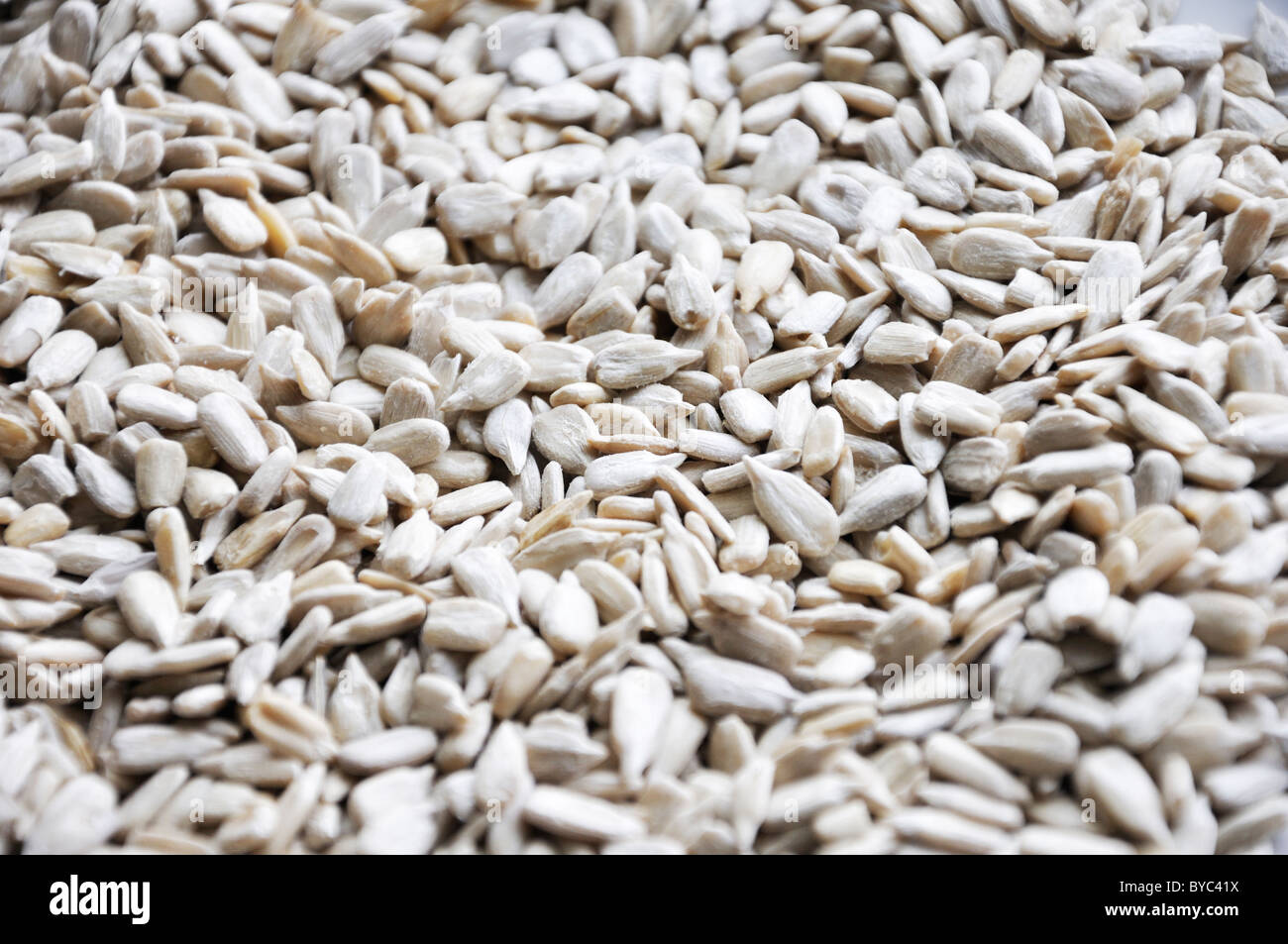Raw unroasted shelled sunflower seed Stock Photo Alamy