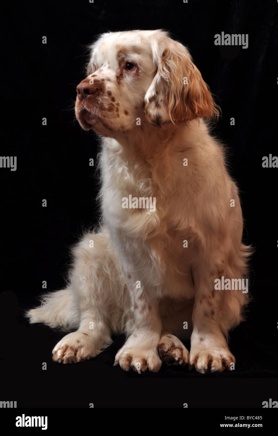An eighteen month old Clumber Spaniel from working stock sat against a black background Stock Photo