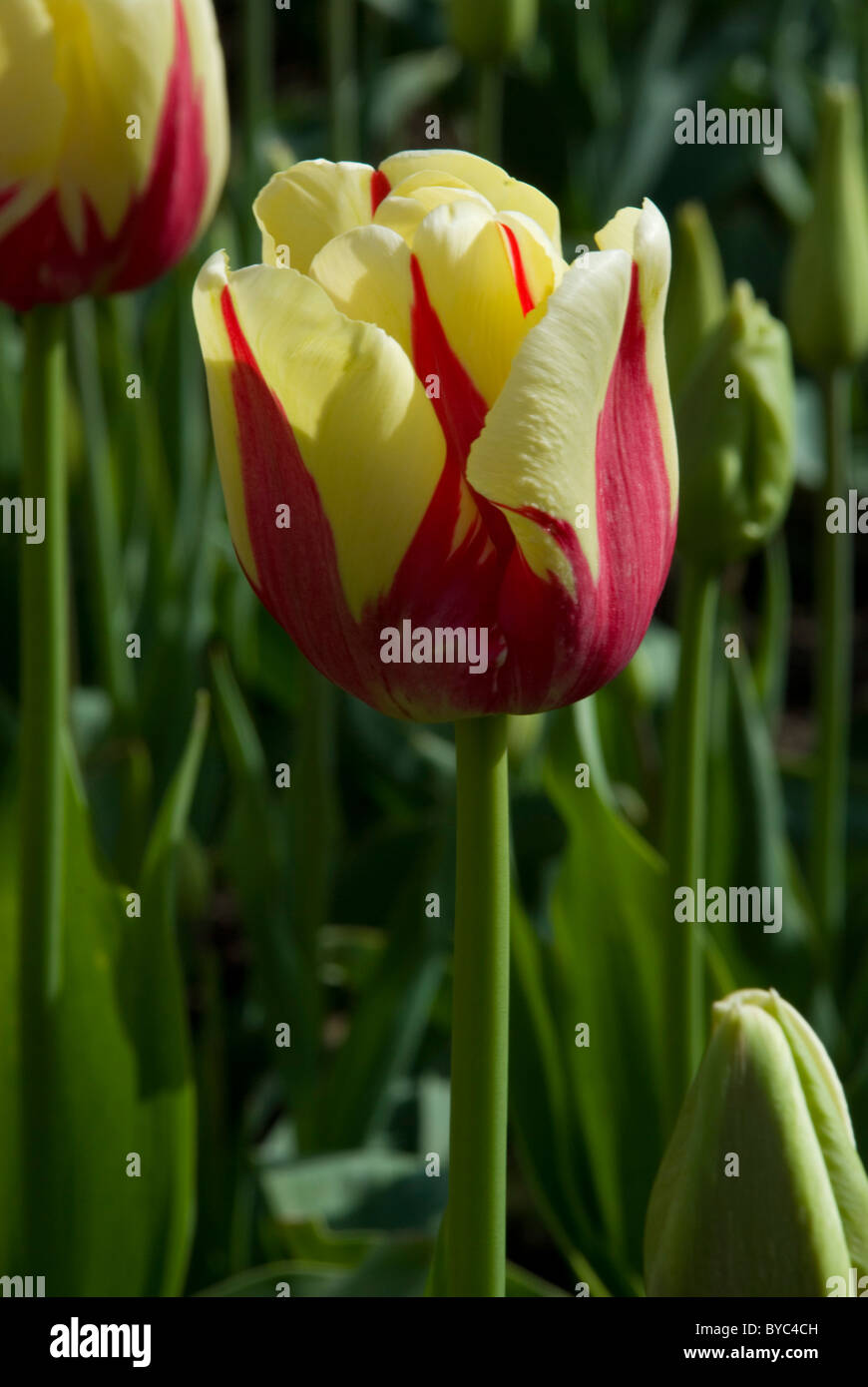 TULIPA 'WORLD EXPRESSION' Stock Photo