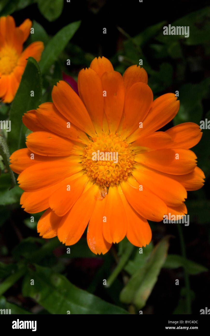 Calendula officinalis Stock Photo
