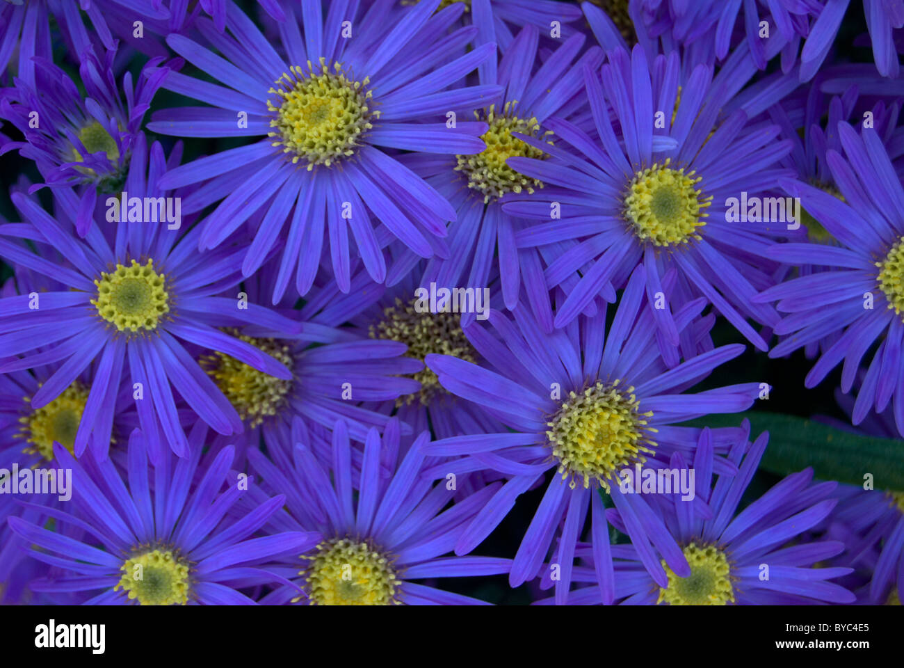 Aster amellus, 'King George'. Stock Photo