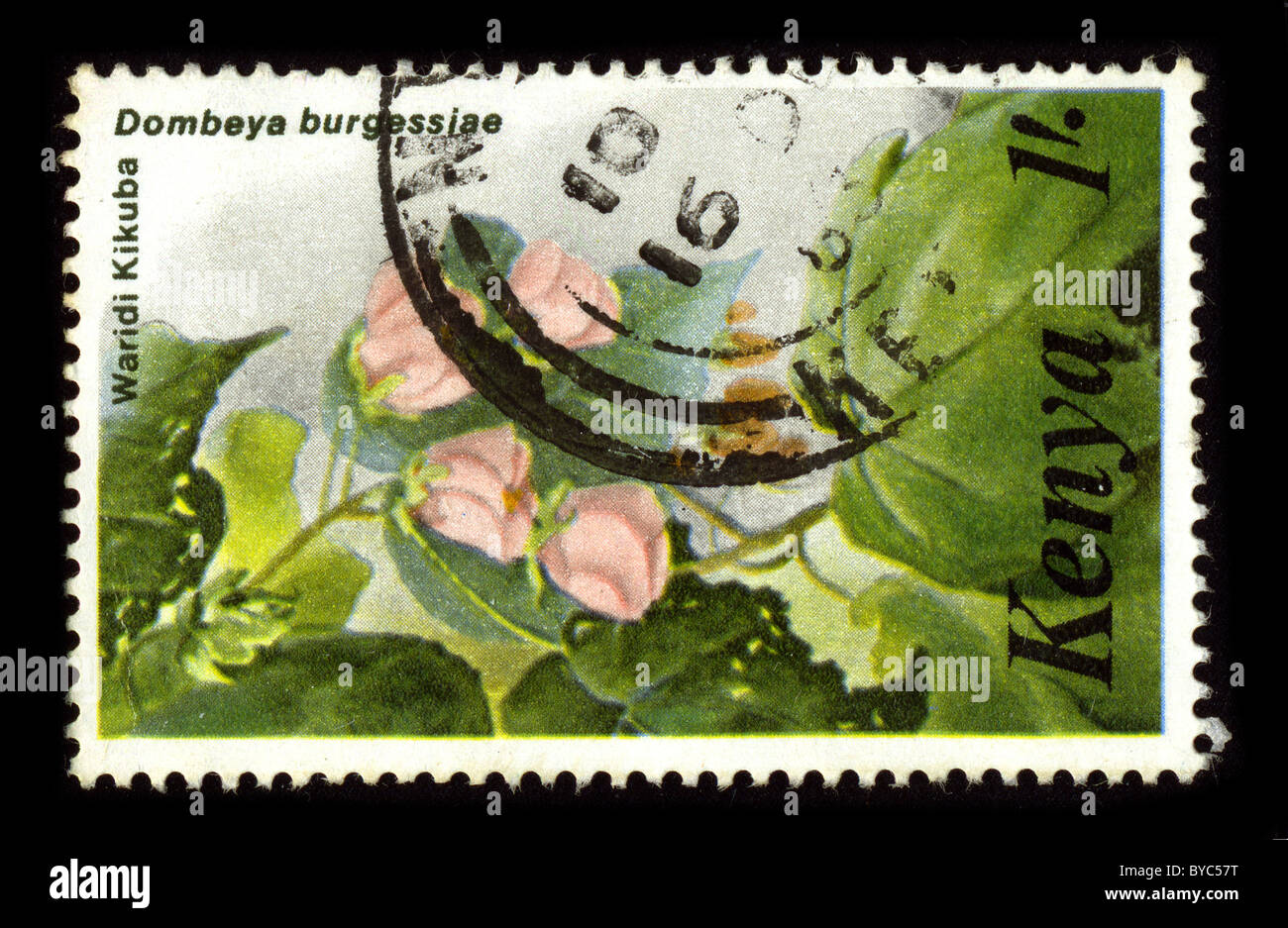 KENYA-CIRCA 1980:A stamp printed in KENYA shows image of the Dombeya acutangula is a plant species belonging to the family Malvaceae. It is native to Africa, circa 1980. Stock Photo