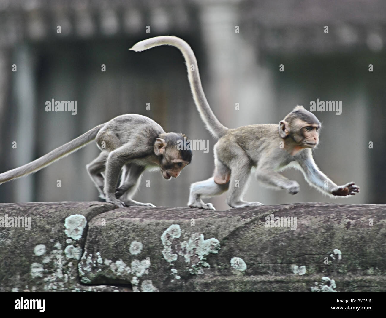 Young Rhesus macaque monkeys chasing each other at Angkor Wat, Cambodia Stock Photo