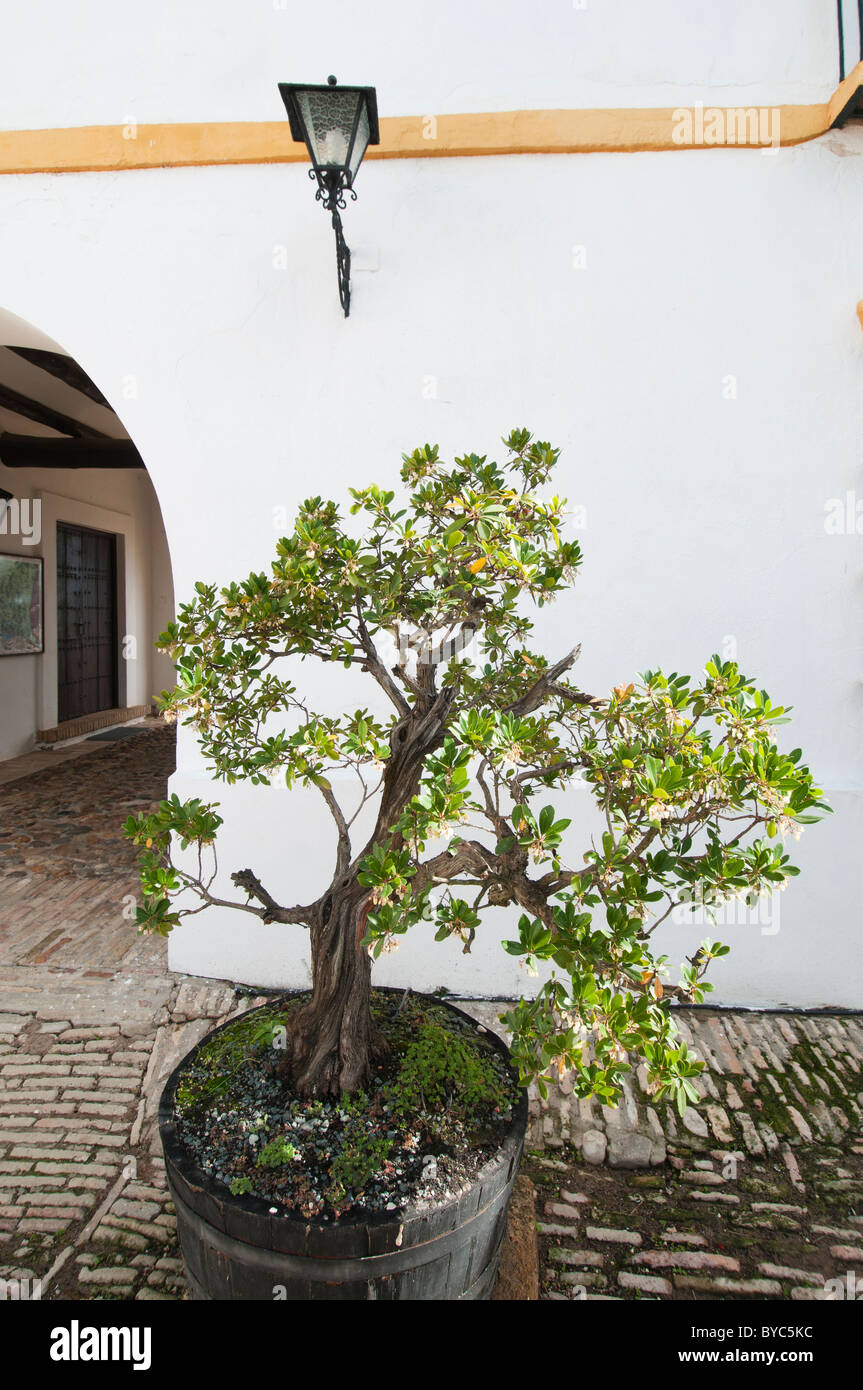 Bonsai tree in the Palacio of Doñana, Huelva Spain Stock Photo