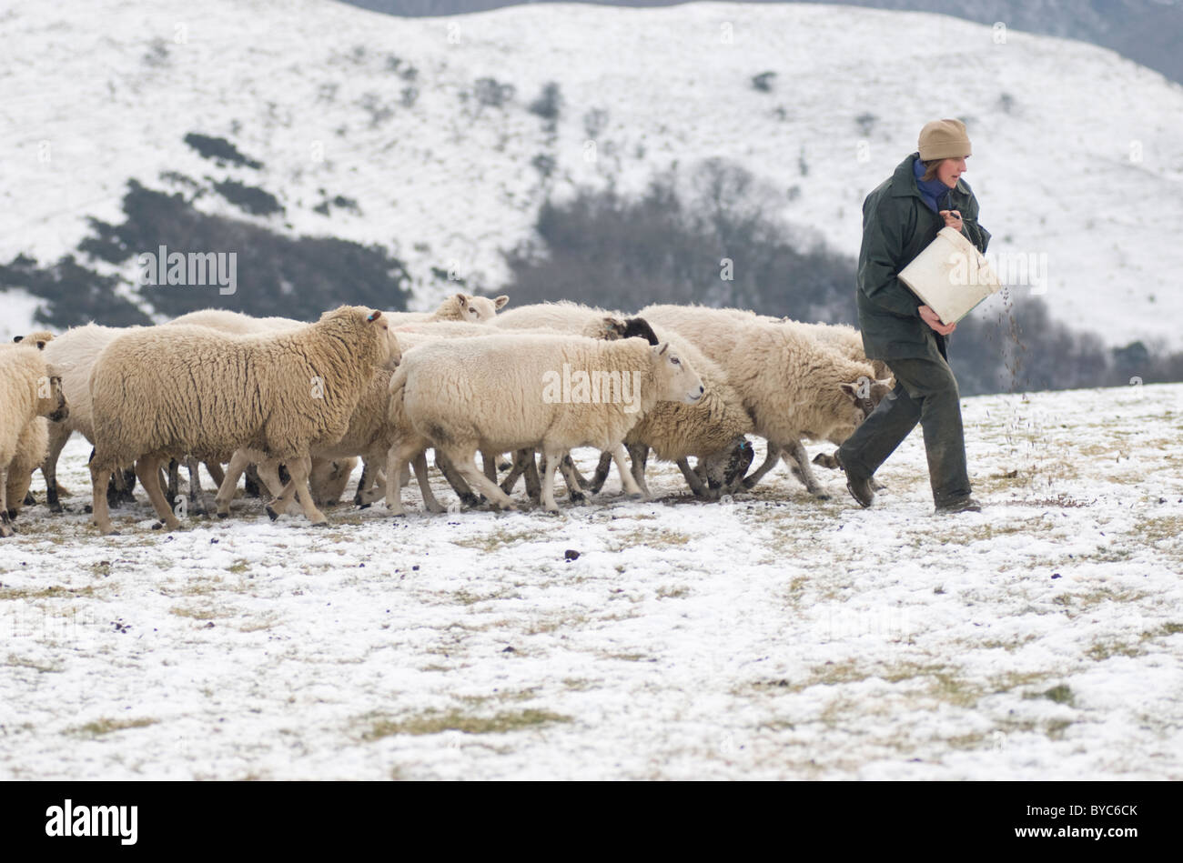 Shepherdess feeding her sheep on Ecton Hill Peak District National Park Stock Photo