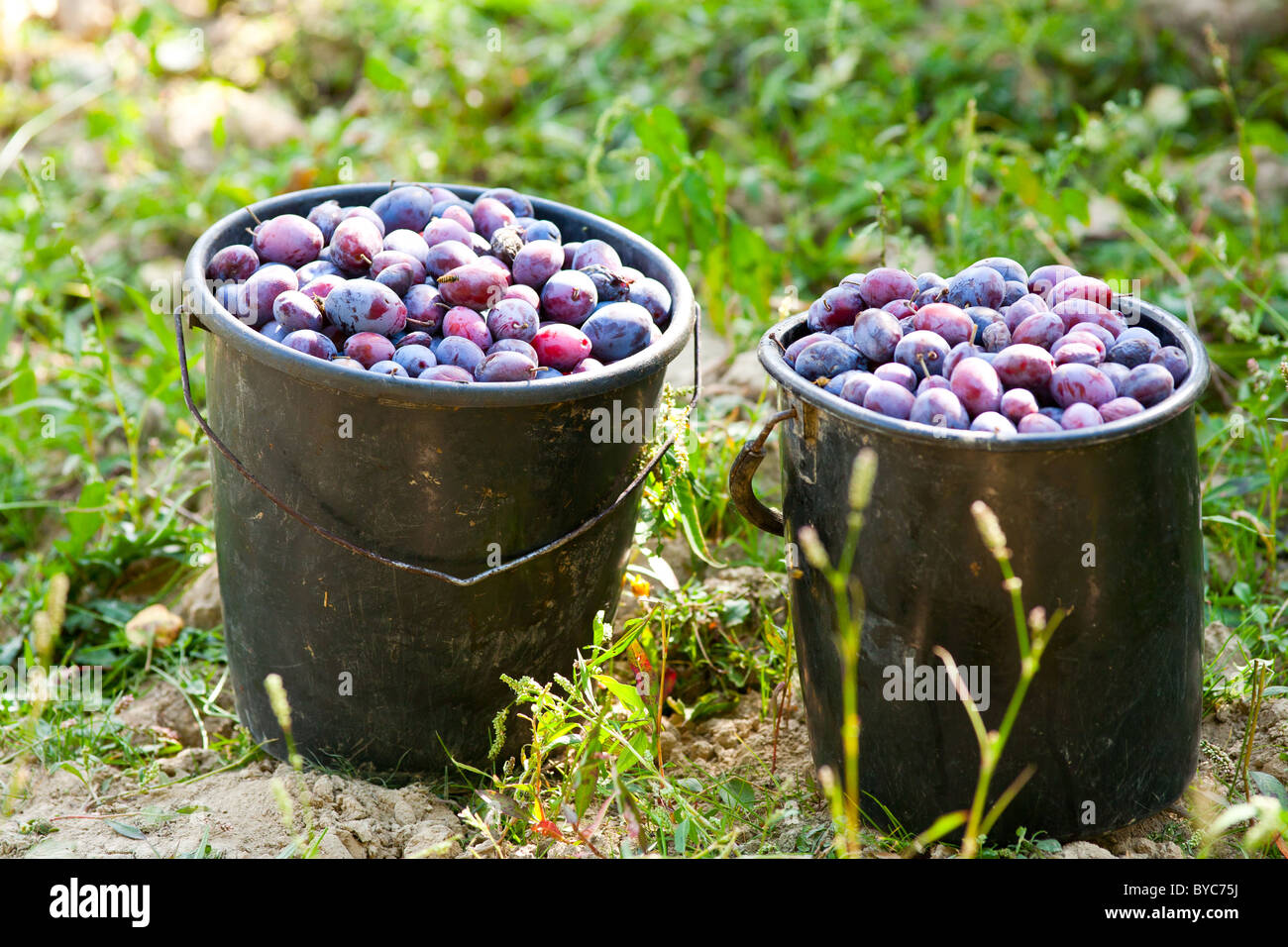 Buckets of ripe plums at harvest in an orchard Stock Photo Alamy