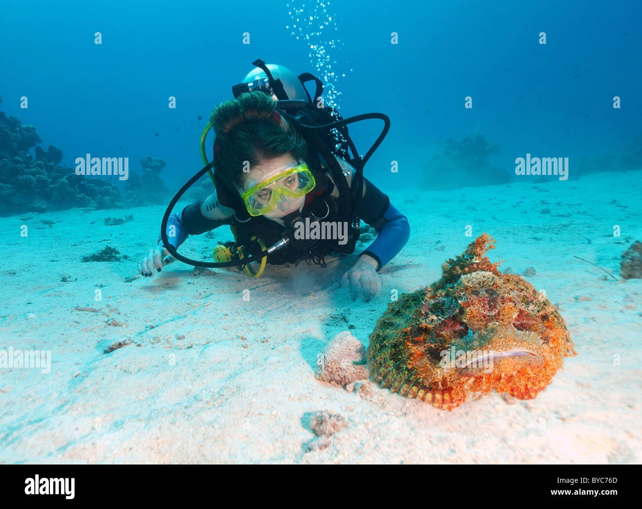 Female scuba diver look at on Tassled scorpionfish (Scorpaenopsis oxycephala), Red sea, Egypt, Africa Stock Photo