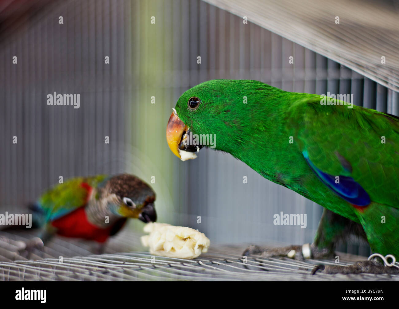 Funny animals. Robert's parakeet and tiny friend battle over a banana. Stock Photo