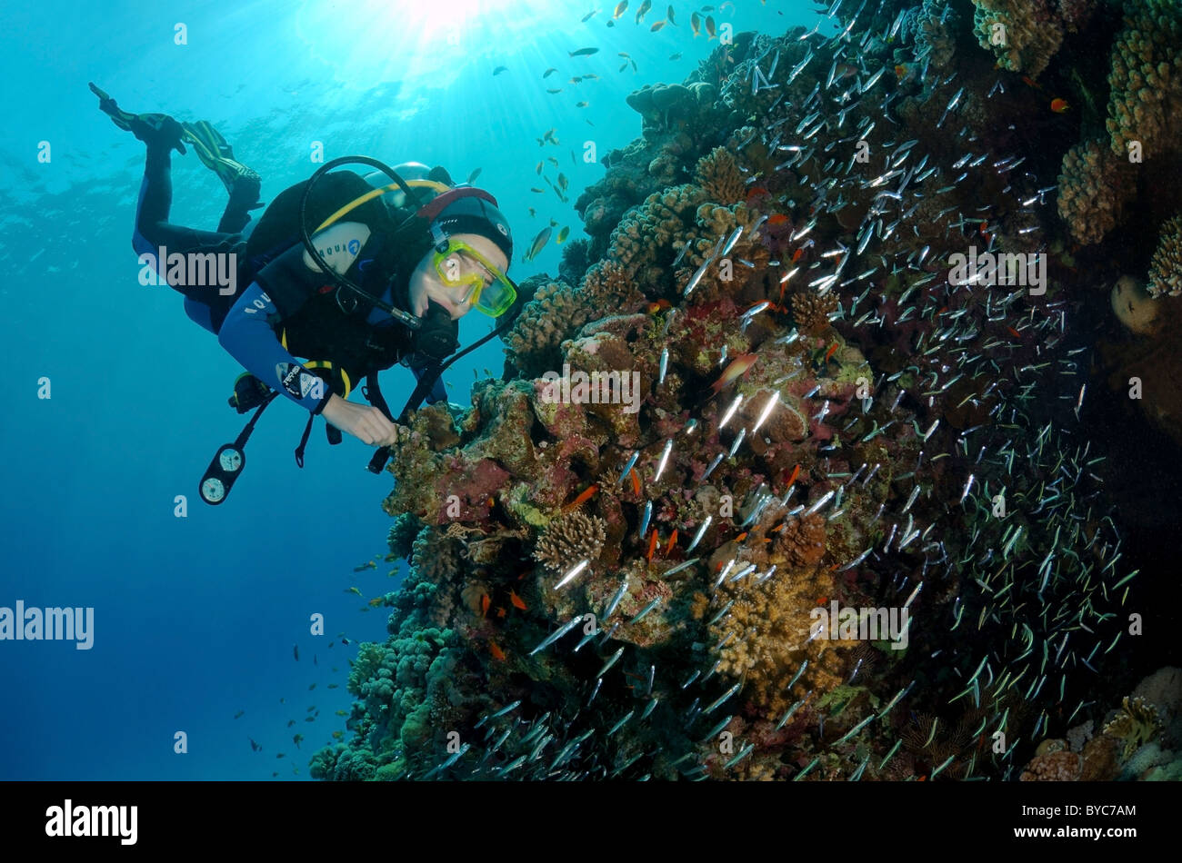 Female scuba diver look at on School of Silver Sweeper, Silver Glassy Sweepe, Glassfish, Pigmy Sweeper, Ransonnet's bullseye or Rosy sweep Stock Photo