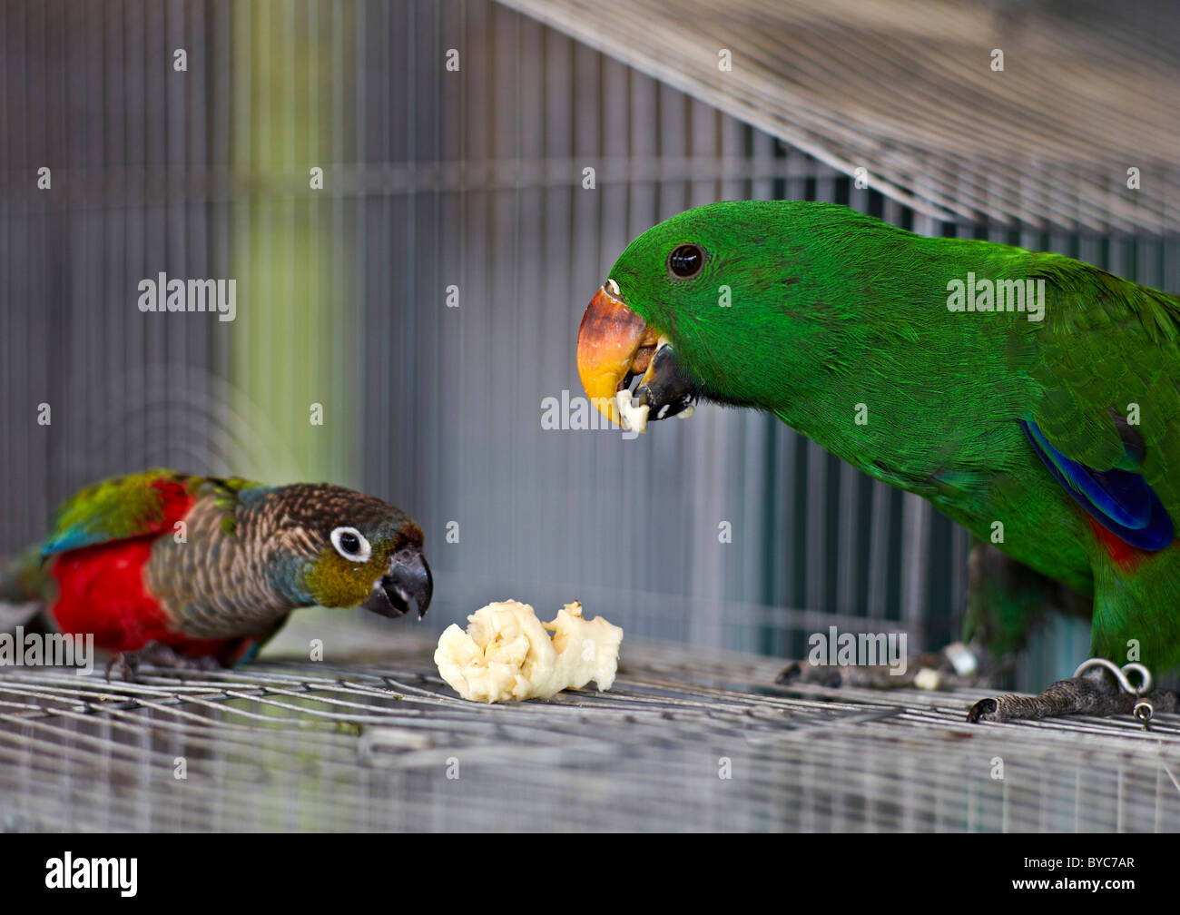 Funny animals. Robert's parakeet and tiny friend battle over a banana. Stock Photo