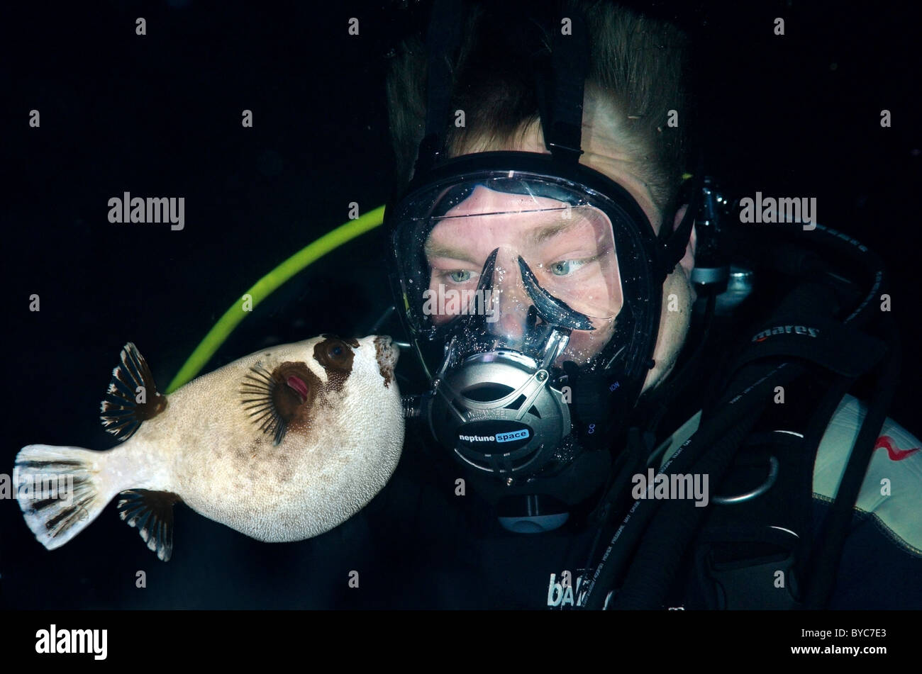 Male scuba diver in full face diving mask look at on masked puffer (Arothron diadematus) in the night Stock Photo