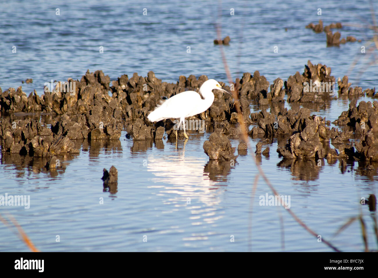 Little Egrets in the Marsh Stock Photo