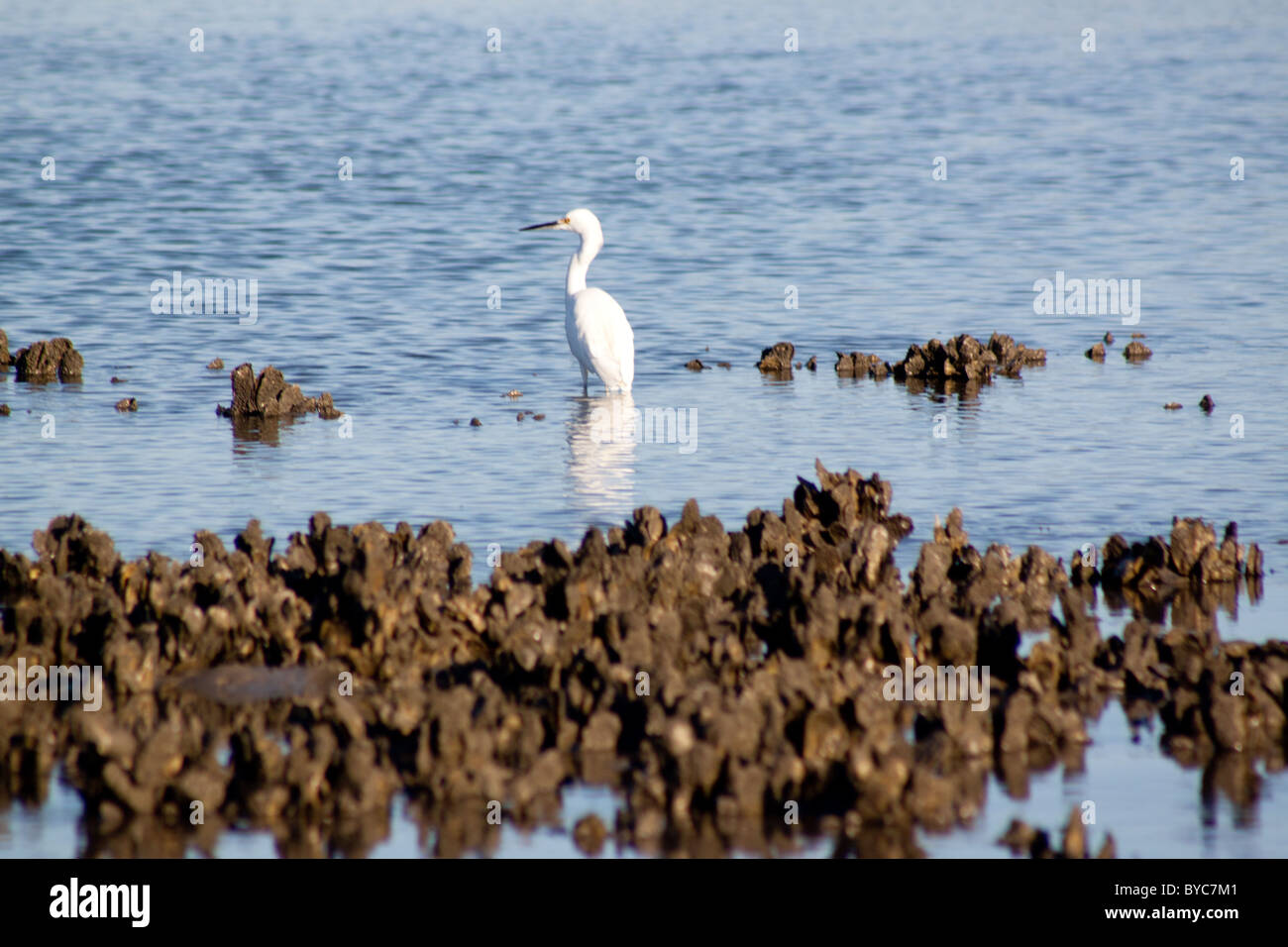Little Egret in the Marsh Stock Photo