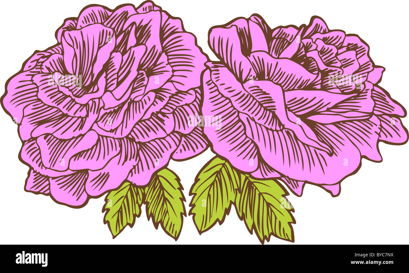 An image of a hand drawn rose Stock Photo - Alamy