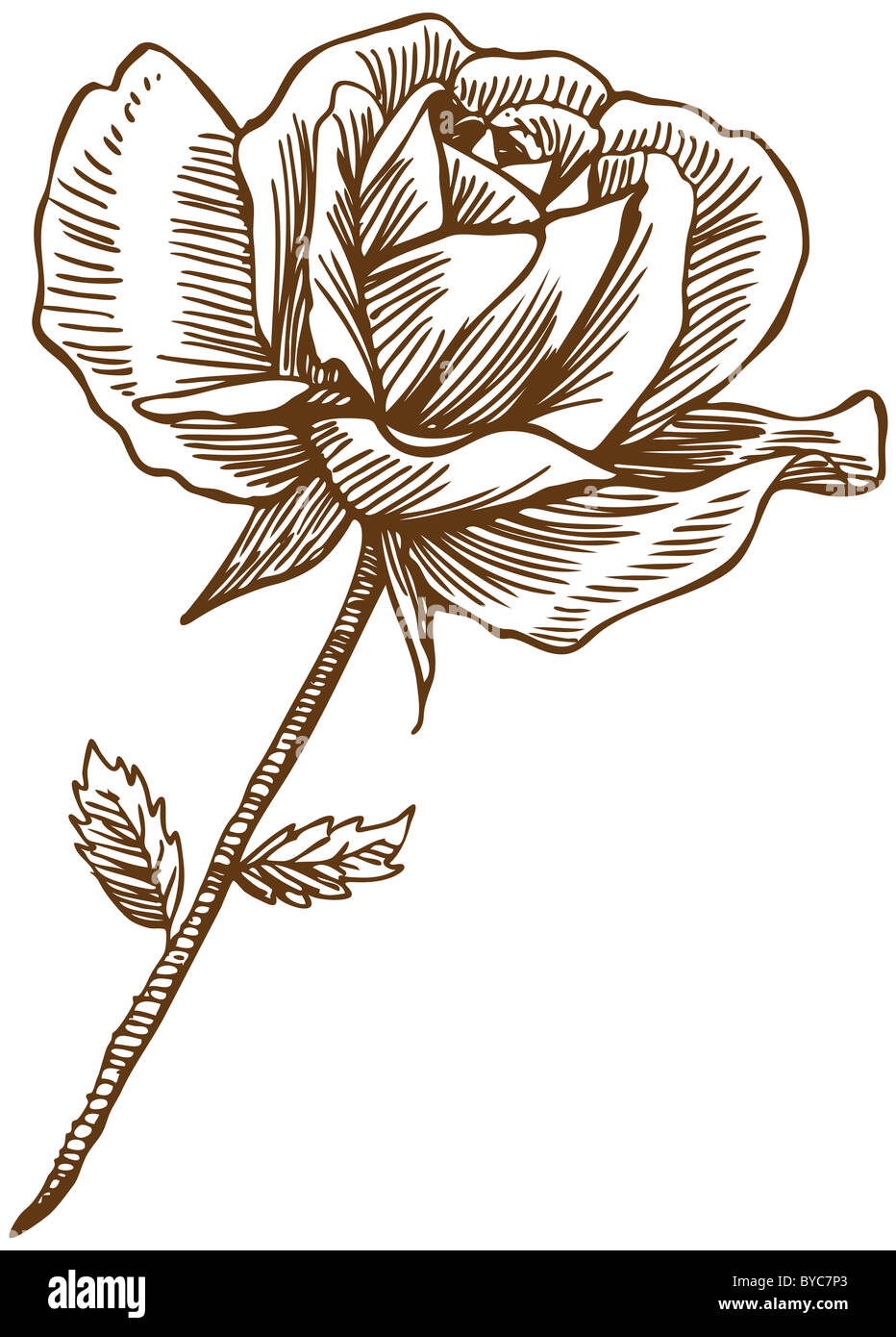 An image of a hand drawn rose Stock Photo - Alamy