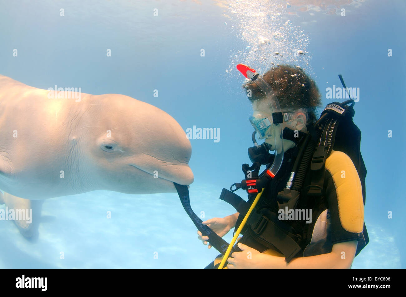 Boy And Beluga Whale High Resolution Stock Photography and Images - Alamy