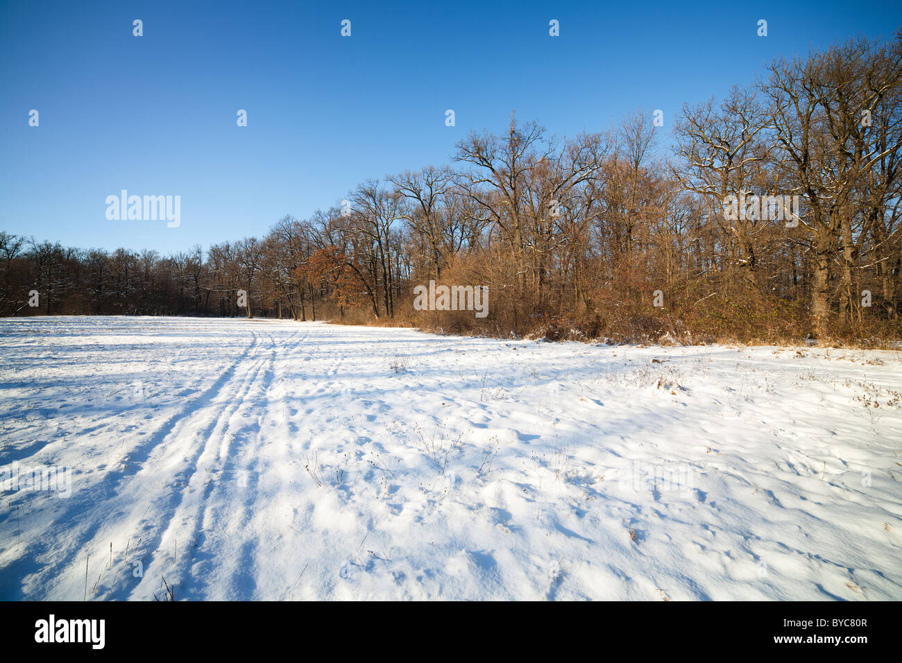 Winter landscape with forest under blue sky Stock Photo - Alamy