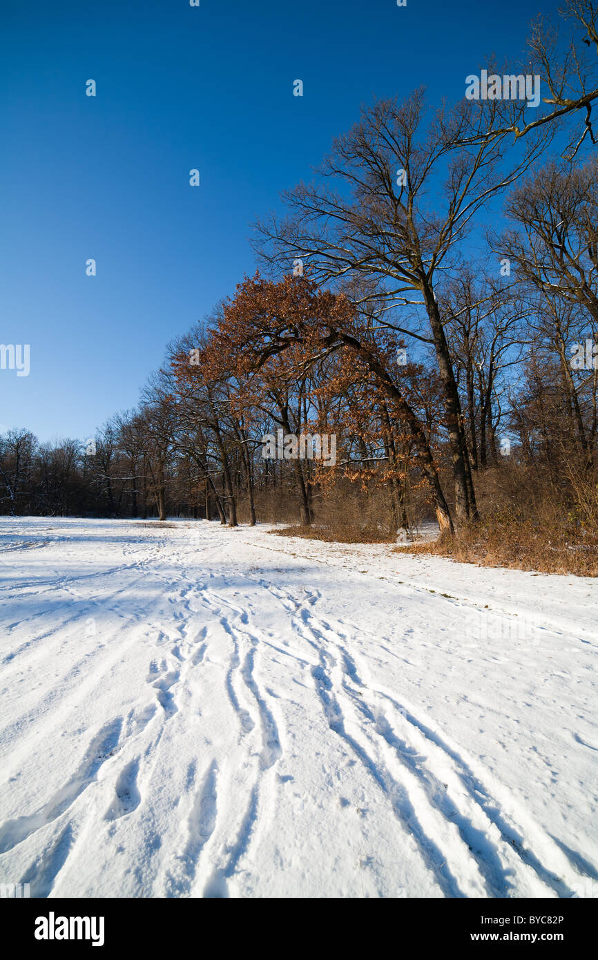 Winter landscape with forest under blue sky Stock Photo - Alamy