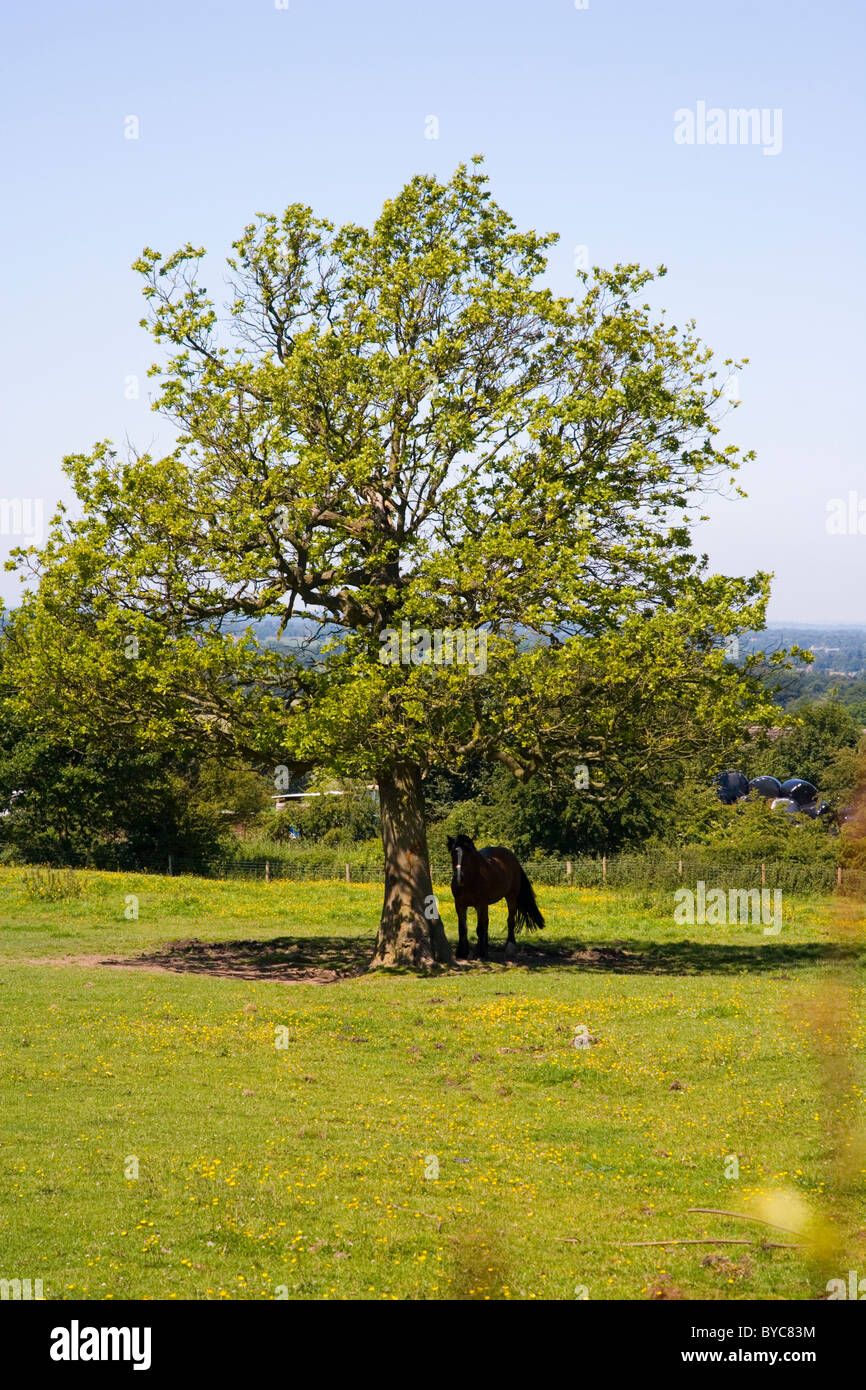 A Horse seeking shade alongside the Macclesfield Canal at Bollington in Cheshire; Stock Photo